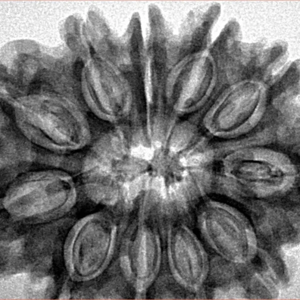 11 Mukhi Rudraksha 32.4mm 6.33gm - Inverse xray
