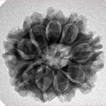 9 Mukhi Rudraksha 24.1mm 4.29gm - Inverse xray