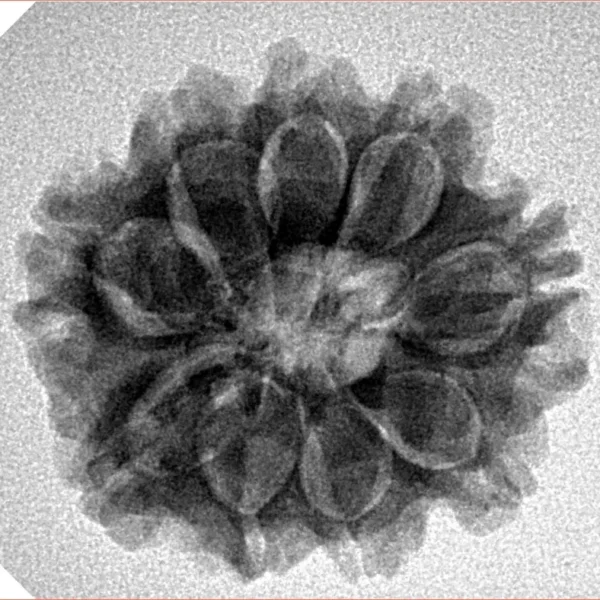 9 Mukhi Rudraksha 24.1mm 4.29gm - Inverse xray