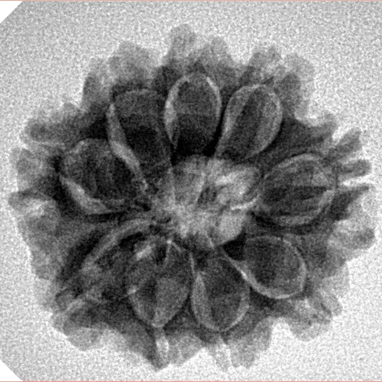 9 Mukhi Rudraksha 24.1mm 4.29gm - Inverse xray