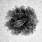 1 Mukhi Rudraksha 18.6mm 2.3gm - Inverse xray