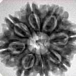 8 Mukhi Rudraksha 27.7mm 5.49gm - Inverse xray