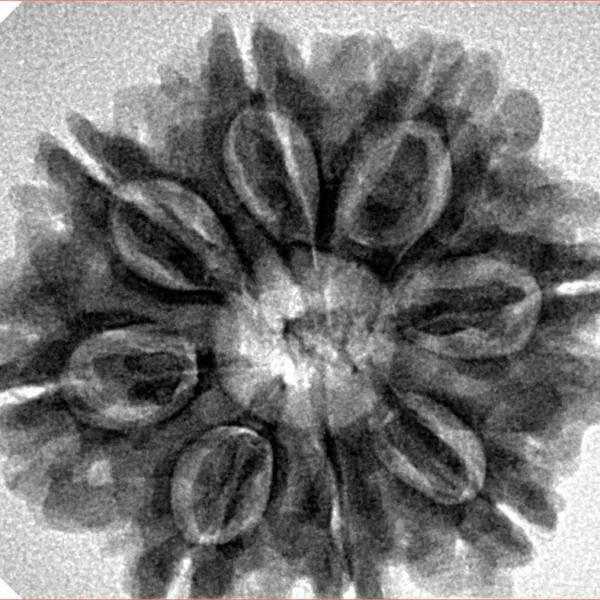8 Mukhi Rudraksha 27.7mm 5.49gm - Inverse xray