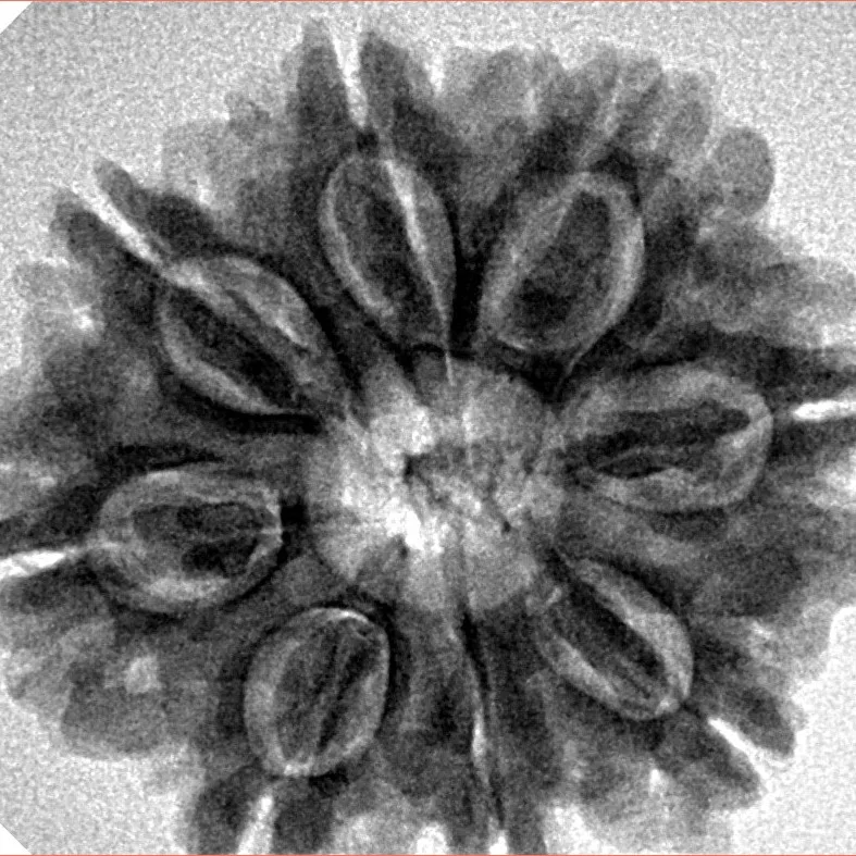 8 Mukhi Rudraksha 27.7mm 5.49gm - Inverse xray