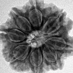8 Mukhi Rudraksha 22.4mm 4.16gm - Inverse xray
