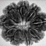 9 Mukhi Rudraksha 28mm 6.1gm - Inverse xray