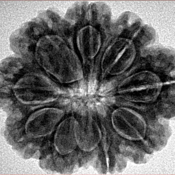 9 Mukhi Rudraksha 28mm 6.1gm - Inverse xray