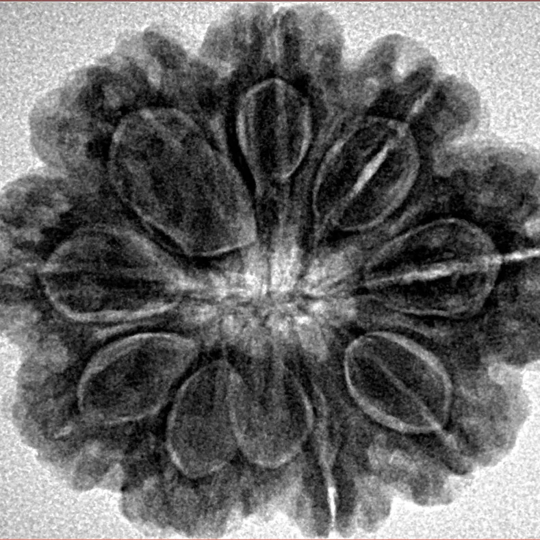 9 Mukhi Rudraksha 28mm 6.1gm - Inverse xray