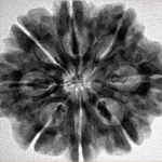 8 Mukhi Rudraksha 28.2mm 6.54gm - Inverse xray