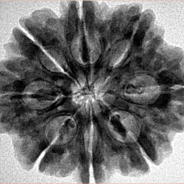 8 Mukhi Rudraksha 28.2mm 6.54gm - Inverse xray