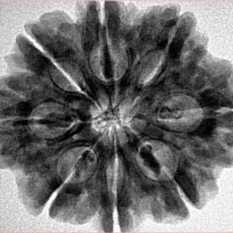 8 Mukhi Rudraksha 28.2mm 6.54gm - Inverse xray