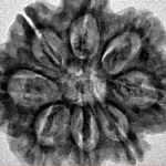 8 Mukhi Rudraksha 27.3mm 5.42gm - Inverse xray