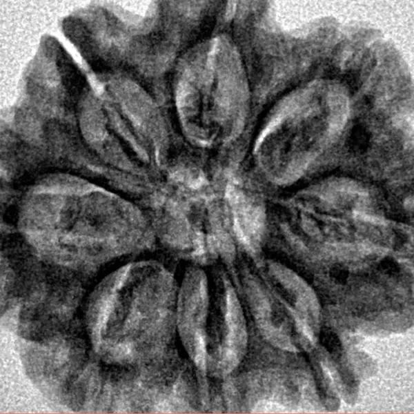 8 Mukhi Rudraksha 27.3mm 5.42gm - Inverse xray