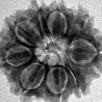 9 Mukhi Rudraksha 20.7mm 2.49gm - Inverse xray