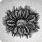 11 Mukhi Rudraksha 23.1mm 2.77gm - Inverse xray