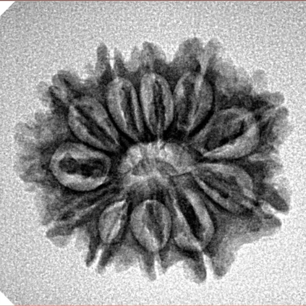 11 Mukhi Rudraksha 23.1mm 2.77gm - Inverse xray