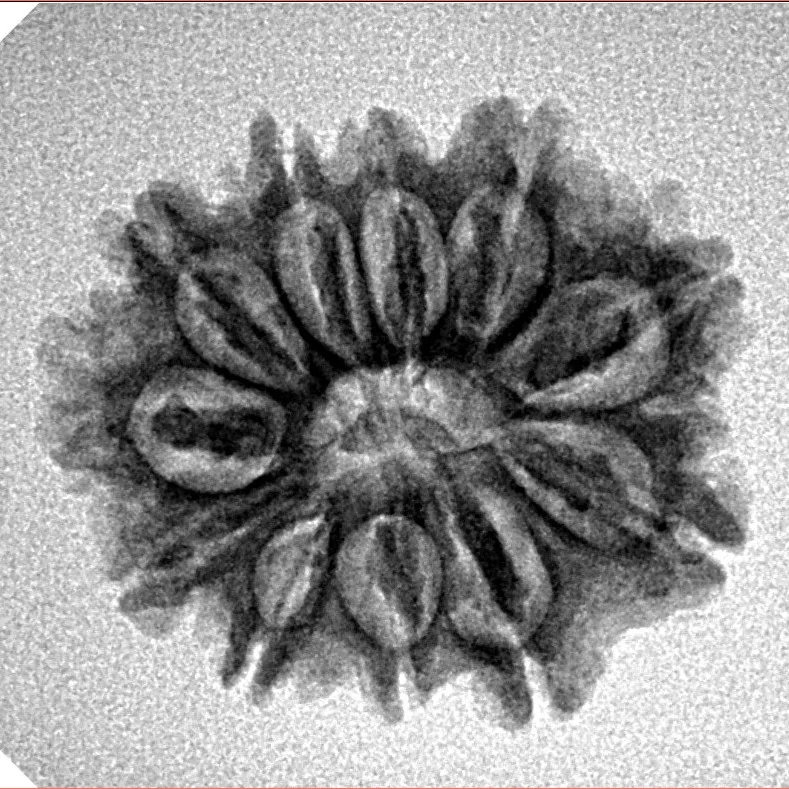 11 Mukhi Rudraksha 23.1mm 2.77gm - Inverse xray