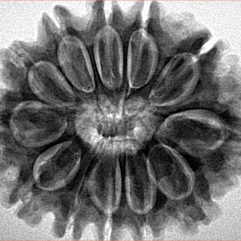 12 Mukhi Rudraksha 30mm 6.68gm - Inverse xray