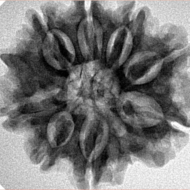 8 Mukhi Rudraksha 26.7mm 5.54gm - Inverse xray