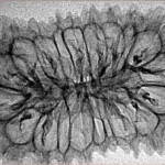 20 Mukhi Rudraksha 37.9mm 3.85gm - Inverse xray