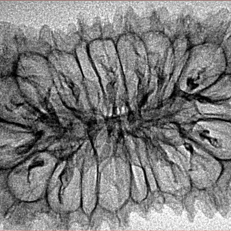 20 Mukhi Rudraksha 37.9mm 3.85gm - Inverse xray
