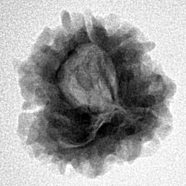 1 Mukhi Rudraksha 21.4mm 2.38gm - Inverse xray
