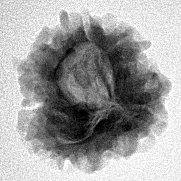 1 Mukhi Rudraksha 21.4mm 2.38gm - Inverse xray