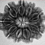 9 Mukhi Rudraksha 24.3mm 4gm - Inverse xray