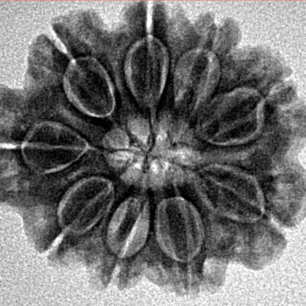 9 Mukhi Rudraksha 24.3mm 4gm - Inverse xray
