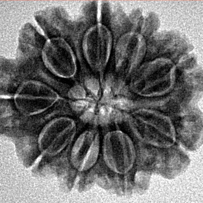 9 Mukhi Rudraksha 24.3mm 4gm - Inverse xray