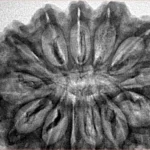 13 Mukhi Rudraksha 34.1mm 6.83gm - Inverse xray