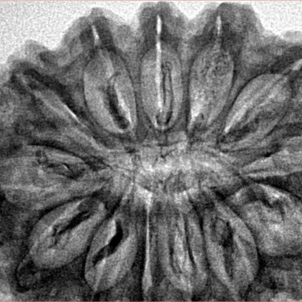 13 Mukhi Rudraksha 34.1mm 6.83gm - Inverse xray