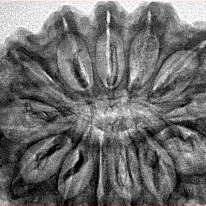 13 Mukhi Rudraksha 34.1mm 6.83gm - Inverse xray