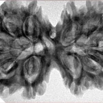 10 Mk Gaurishankar 38.4mm 7.1gm - Inverse xray