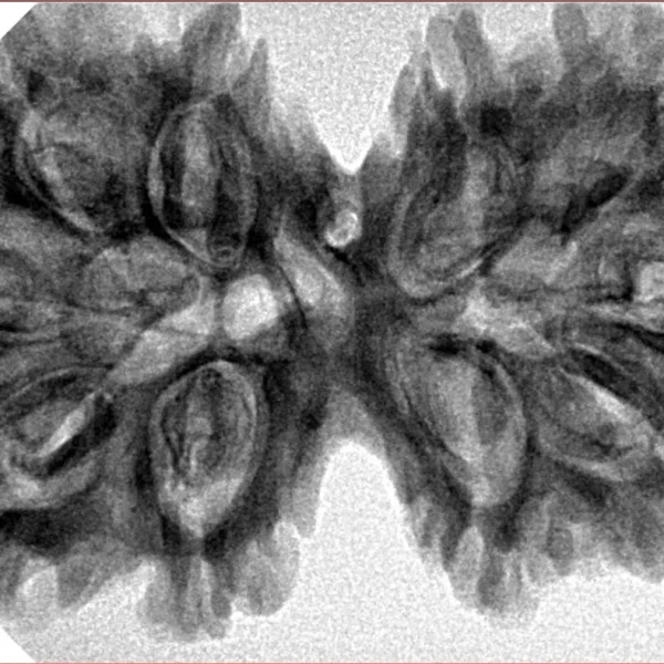 10 Mk Gaurishankar 38.4mm 7.1gm - Inverse xray