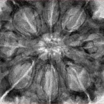 8 Mukhi Rudraksha 33.2mm 8.21gm - Inverse xray