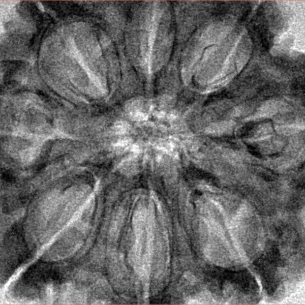 8 Mukhi Rudraksha 33.2mm 8.21gm - Inverse xray