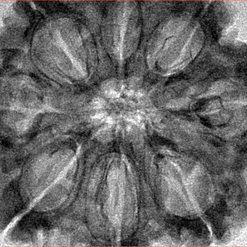 8 Mukhi Rudraksha 33.2mm 8.21gm - Inverse xray