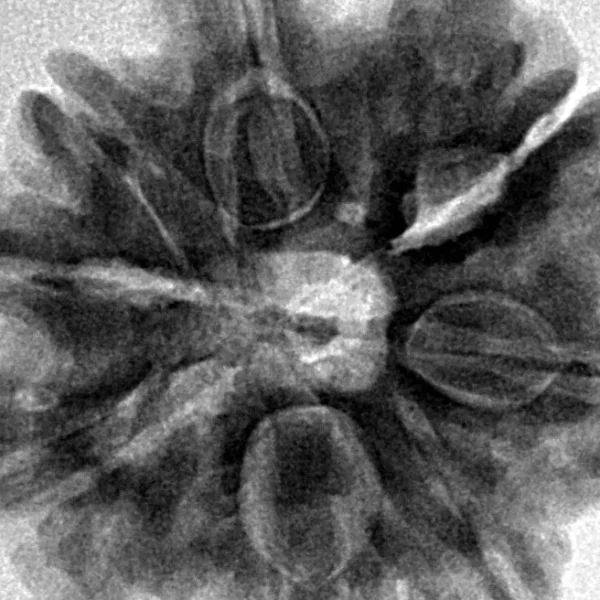 8 Mukhi Rudraksha 26.8mm 6.61gm - Inverse xray