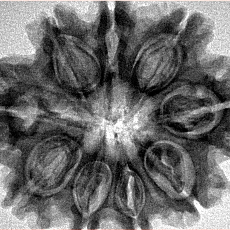 9 Mukhi Rudraksha 31.4mm 6.25gm - Inverse xray