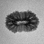 17 Mukhi Rudraksha 17.1mm 0.85gm - Inverse xray