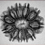 11 Mukhi Rudraksha 25mm 3.35gm - Inverse xray