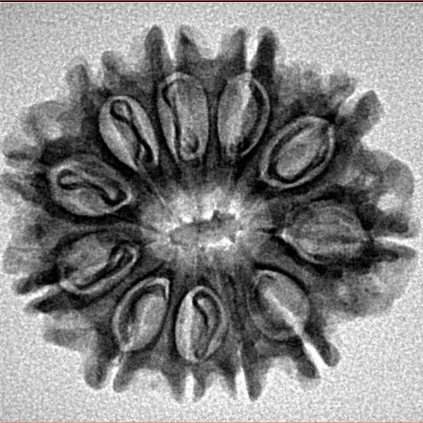 11 Mukhi Rudraksha 25mm 3.35gm - Inverse xray