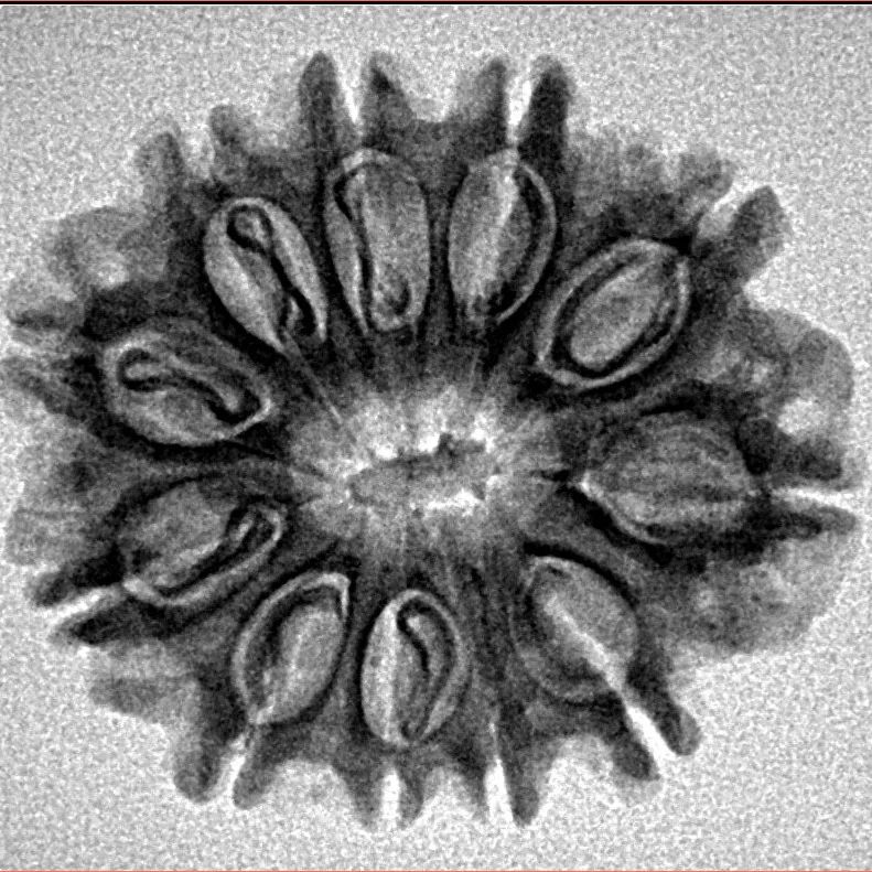 11 Mukhi Rudraksha 25mm 3.35gm - Inverse xray
