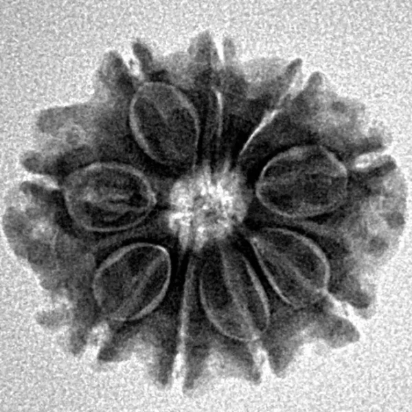 9 Mukhi Rudraksha 20.5mm 2.64gm - Inverse xray