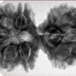 10 Mk Gaurishankar 40mm 8.26gm - Inverse xray