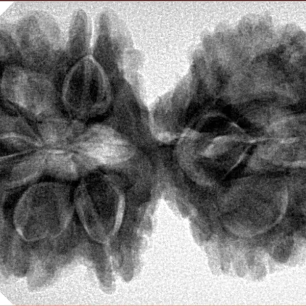 10 Mk Gaurishankar 40mm 8.26gm - Inverse xray