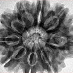 9 Mukhi Rudraksha 30.2mm 7.55gm - Inverse xray