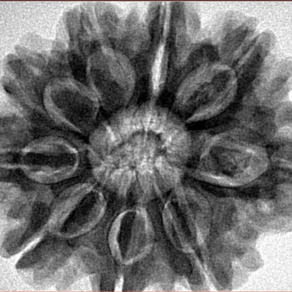 9 Mukhi Rudraksha 30.2mm 7.55gm - Inverse xray