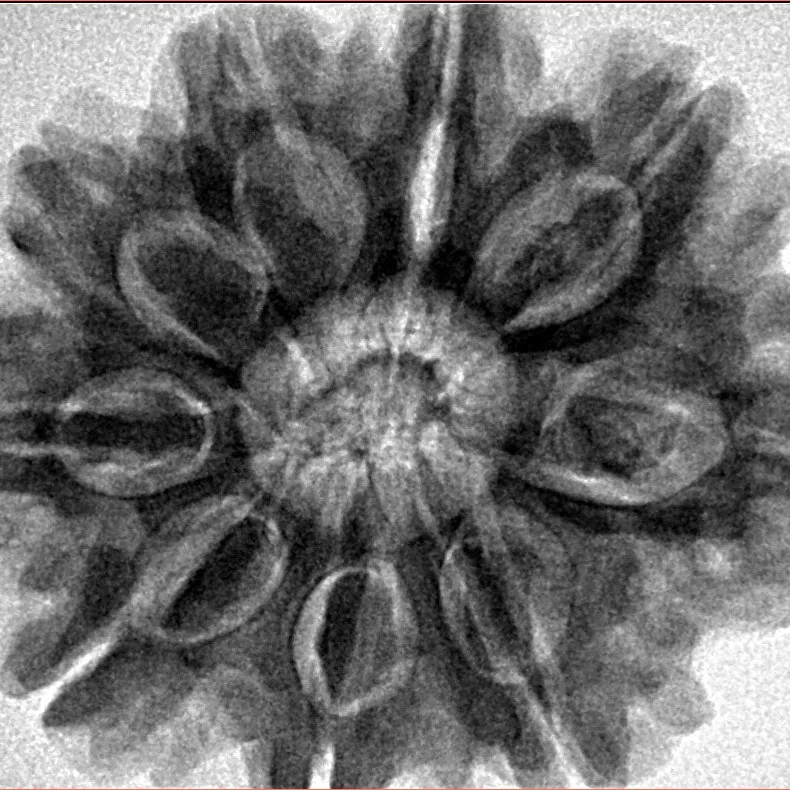 9 Mukhi Rudraksha 30.2mm 7.55gm - Inverse xray